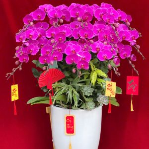 Hoa lan ho diep tim 441 - 5000000