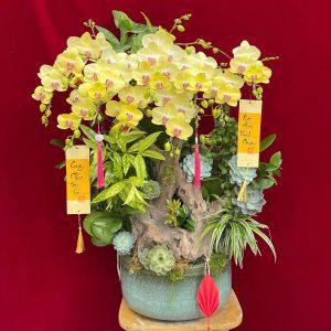 Hoa lan ho diep vang 430 - 3200000