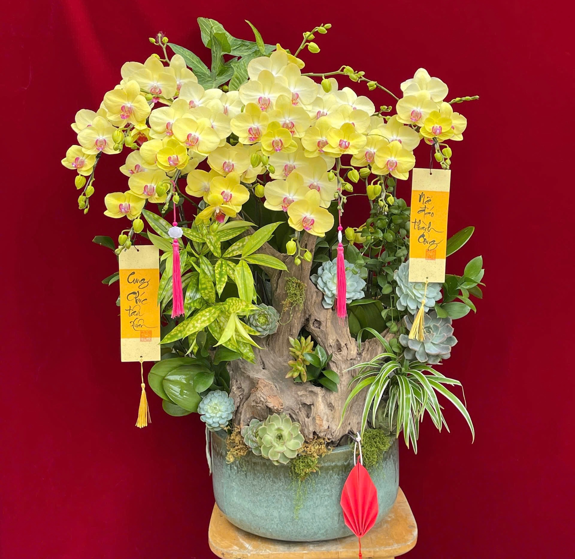 Hoa lan ho diep vang 430 3200000