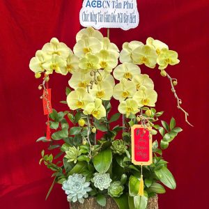 Hoa lan ho diep vang 433 - 1600000