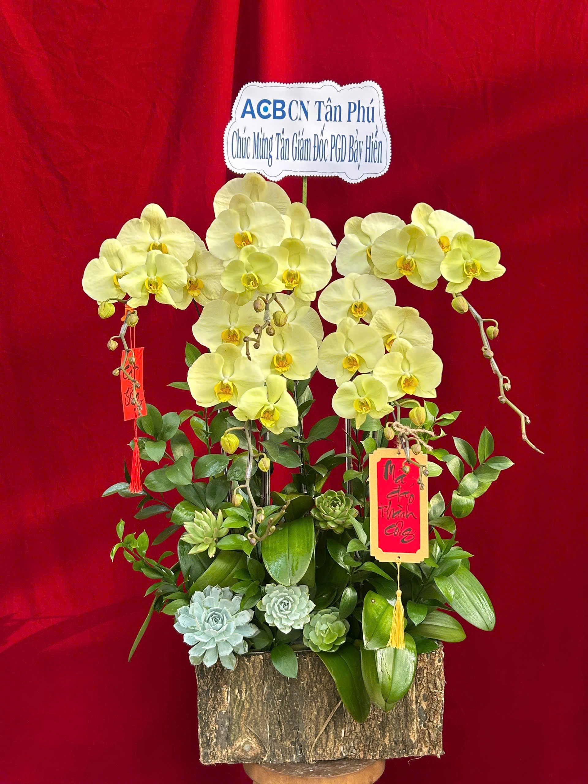 Hoa lan ho diep vang 433 1600000 1