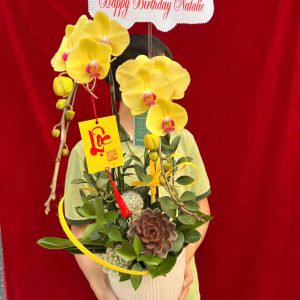 Hoa lan ho diep vang 440 - 800000