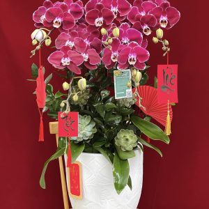 hoa lan ho diep do 428 - 1400000