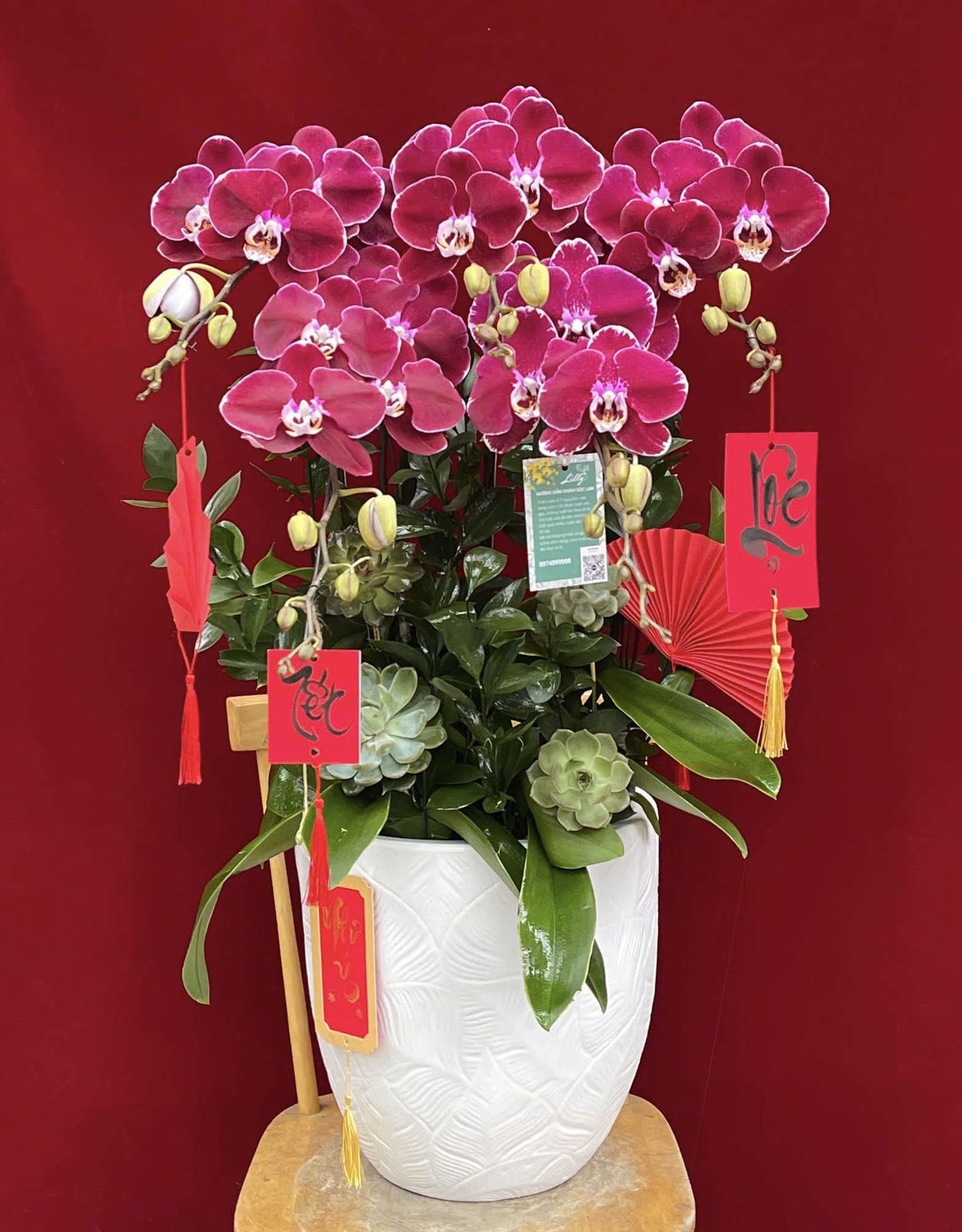 hoa lan ho diep do 428 1400000